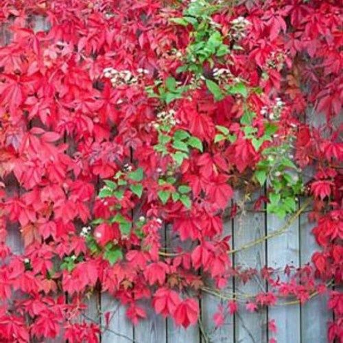 Plante ornamentale vita canadiana rosie tip liana