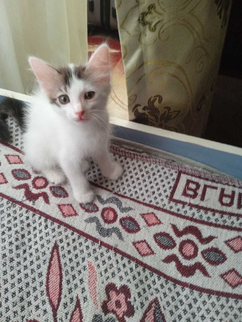 Котята бесплатно