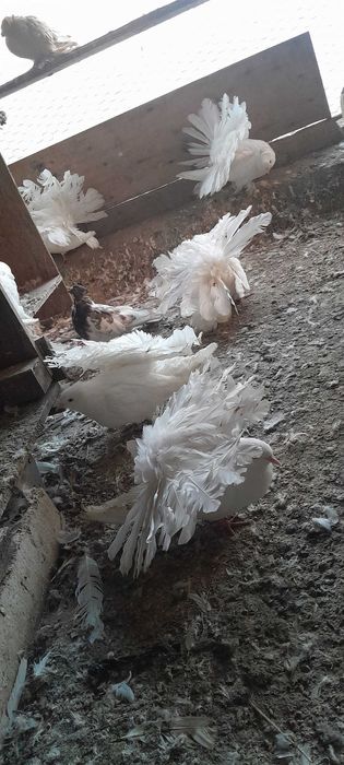 Vind porumbei,desfintez voliera