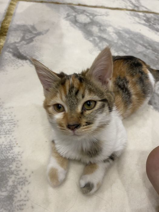 Отдам даром мушукчала берилади