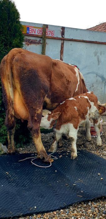 Vand vacă balțata românească cu vițel fătat recent