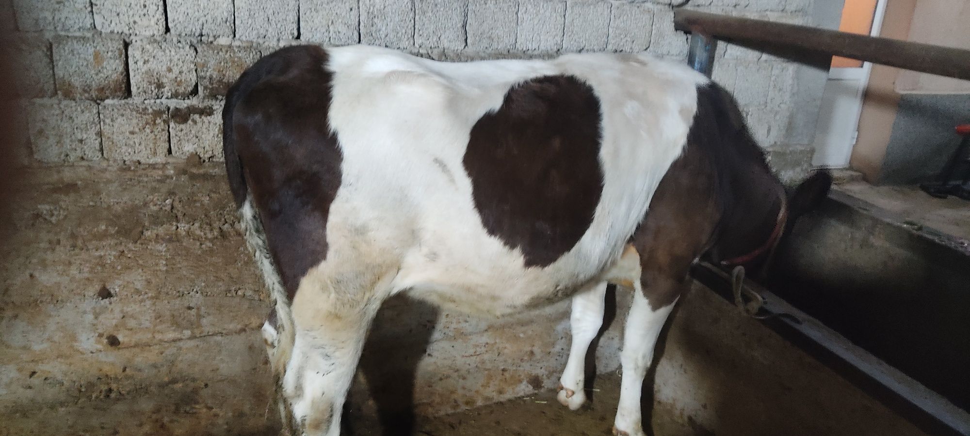 Mol sotiladi yaxshi boqilgan.manzil uch qahramon