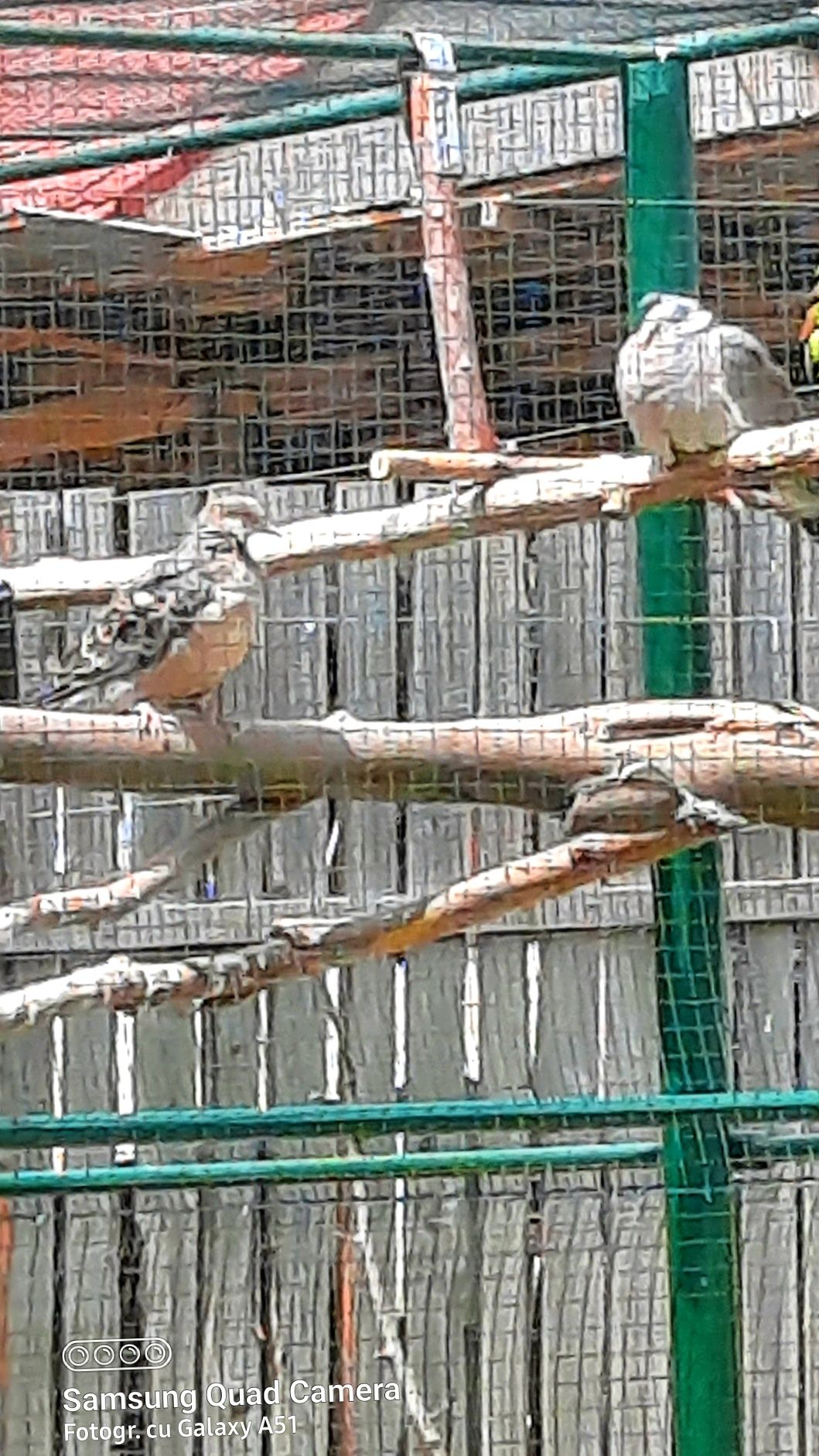 Porumbei salbatici