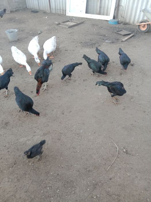 Баецовы тауыктар