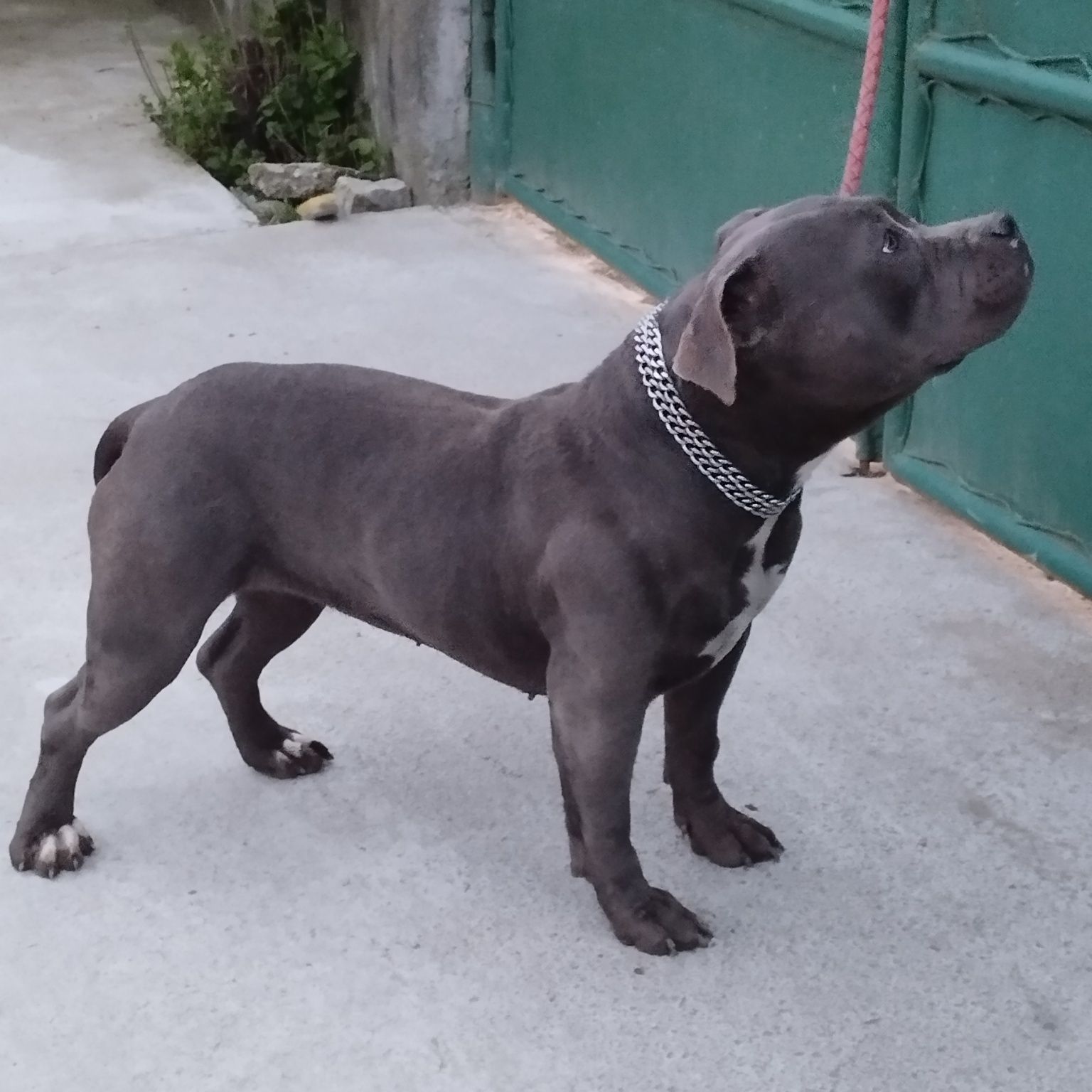 American Bully Pocket  femelă 1 an și 11 luni