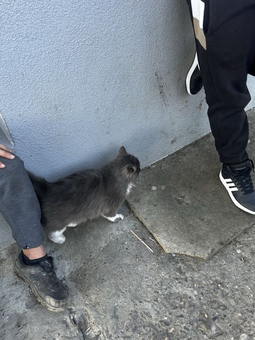 vand pisica de rasa nr 1