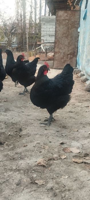 Jersi gigant sotladi