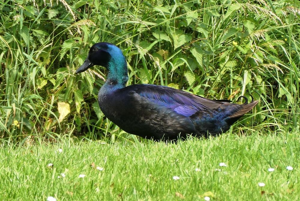 Cayuga Ducks Rațe Cayuga