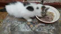 Отдам даром котенка