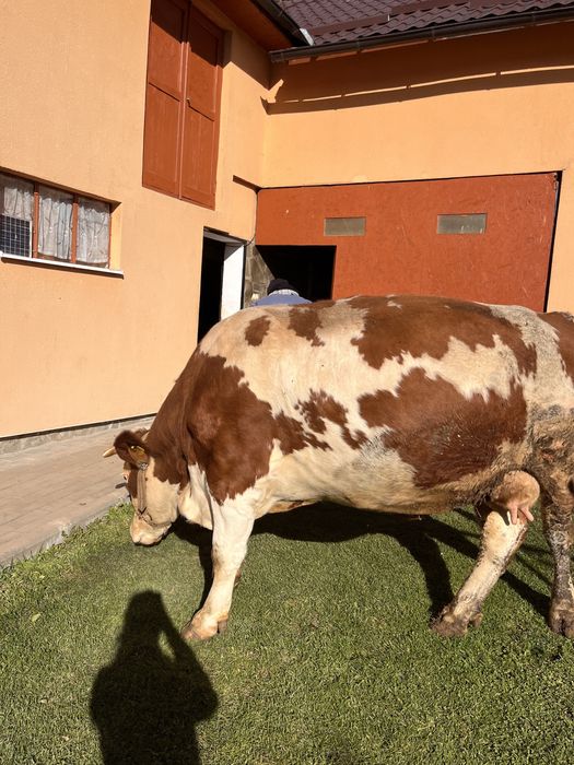 Vând Vacă Bălțată Românească - 5 ani