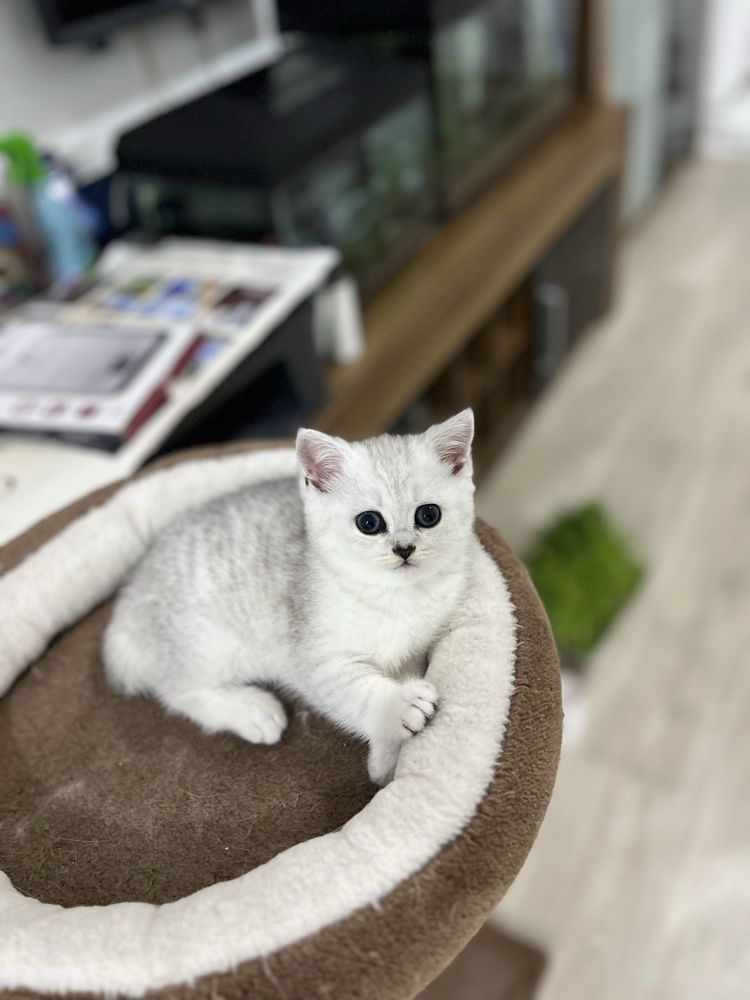 Fetita British Shorthair