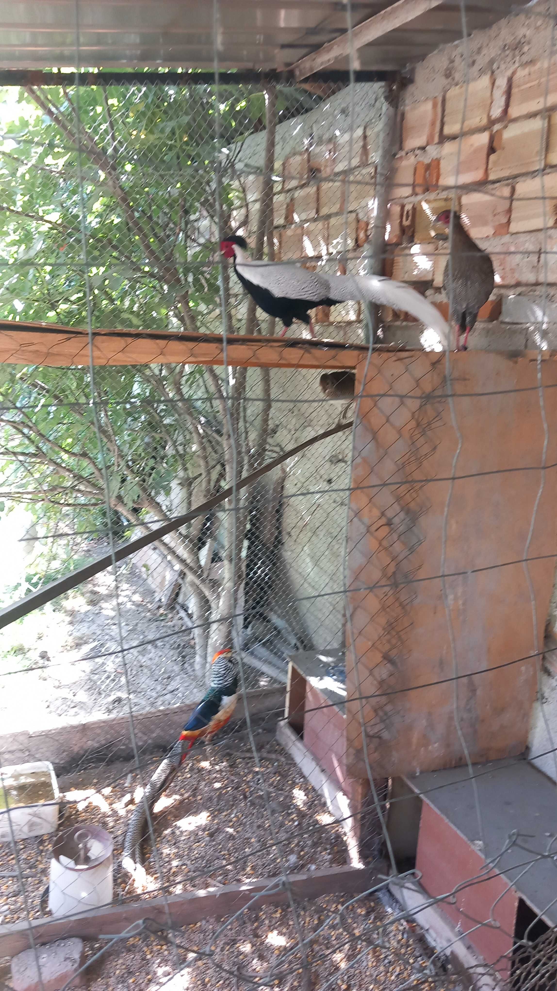 Индийски пауни сребърни фазани и гривици