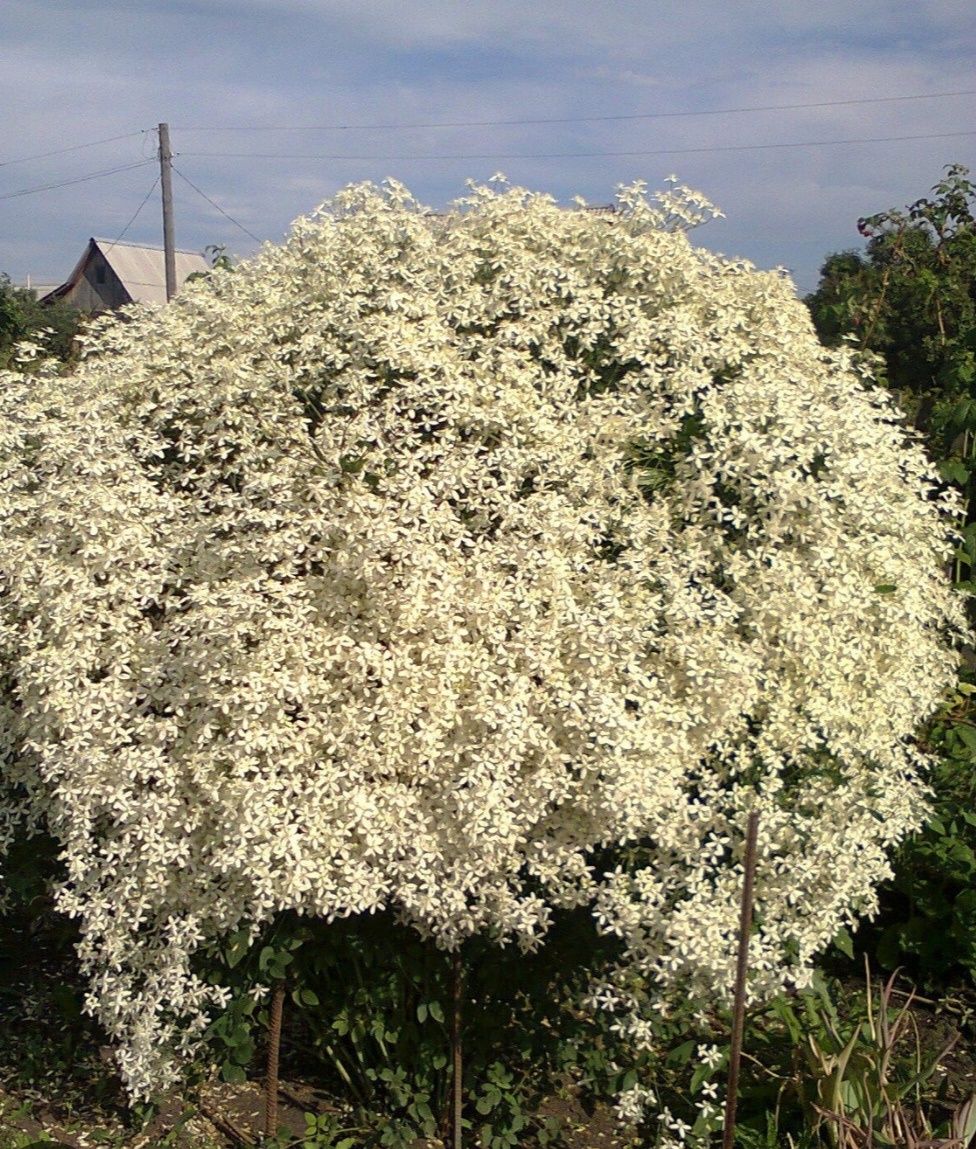 Клематис Белое облако