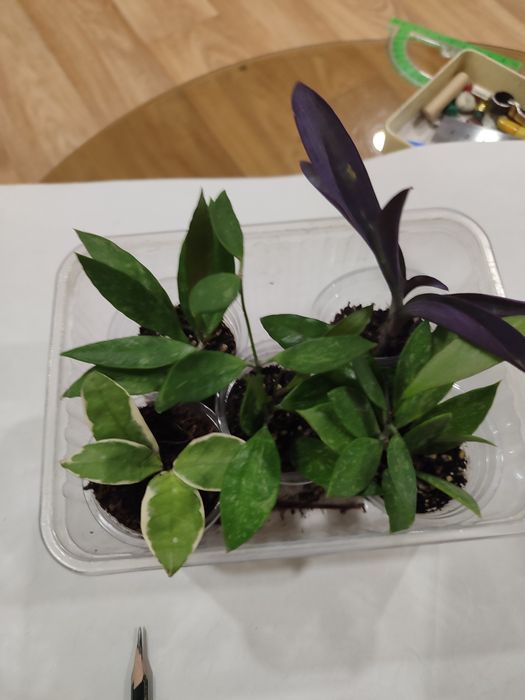 Продам комнатные цветы