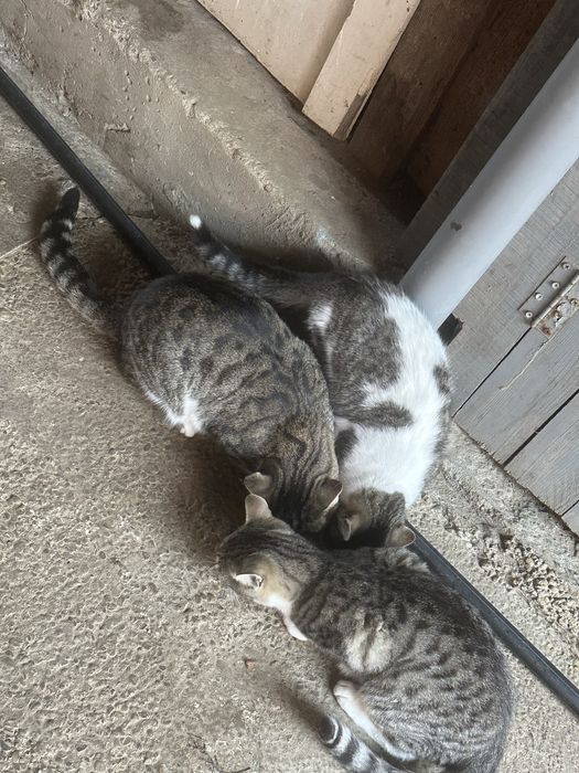 Donez 3 pisici,nu sunt de rasa dar sunt prietenoase