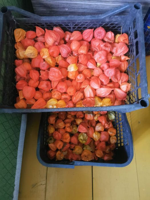 Physalis - prăjituri, toturi