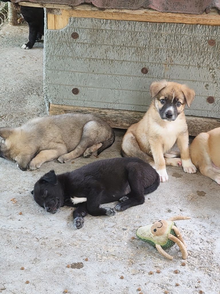 Donez pui de cățel