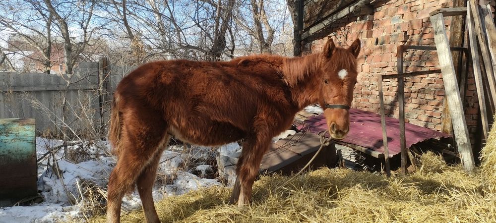 Продам жиребчика полутяжа