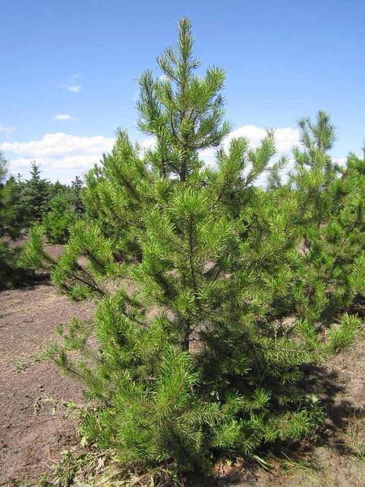 Pinus nigra Pin pitic pinus mugo Pinus wallichiana Himalaya