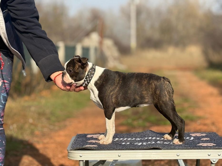 Boston Terrier pui femela