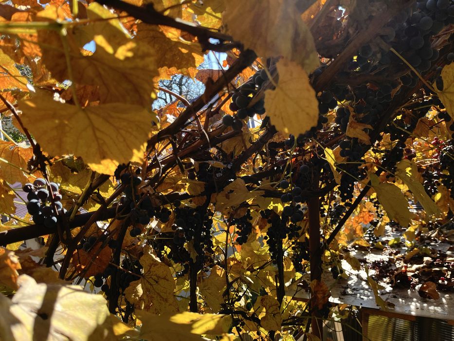 Must capsunica pasteurizat si suc se mere