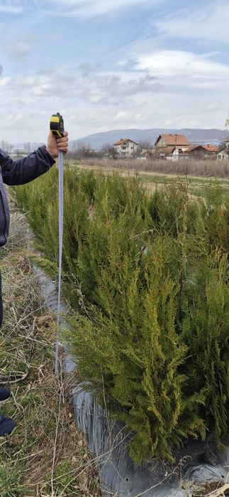 ТУЯ ЗАПАДНА. Продаваме