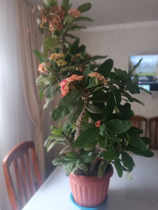 Комнатные цветы по 10000