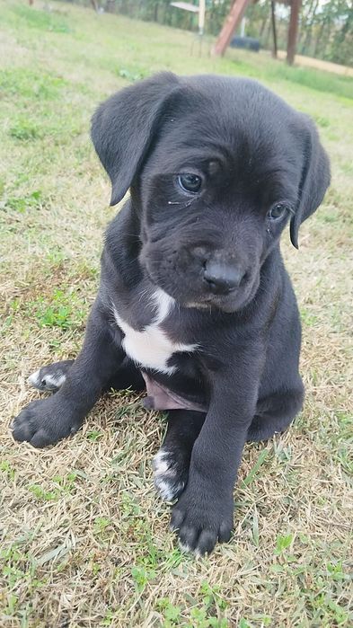 Pui cane corso masculi și femele