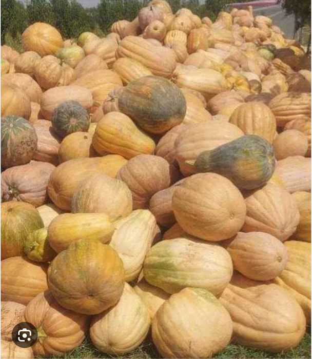 Qovoq sotiladi srochna