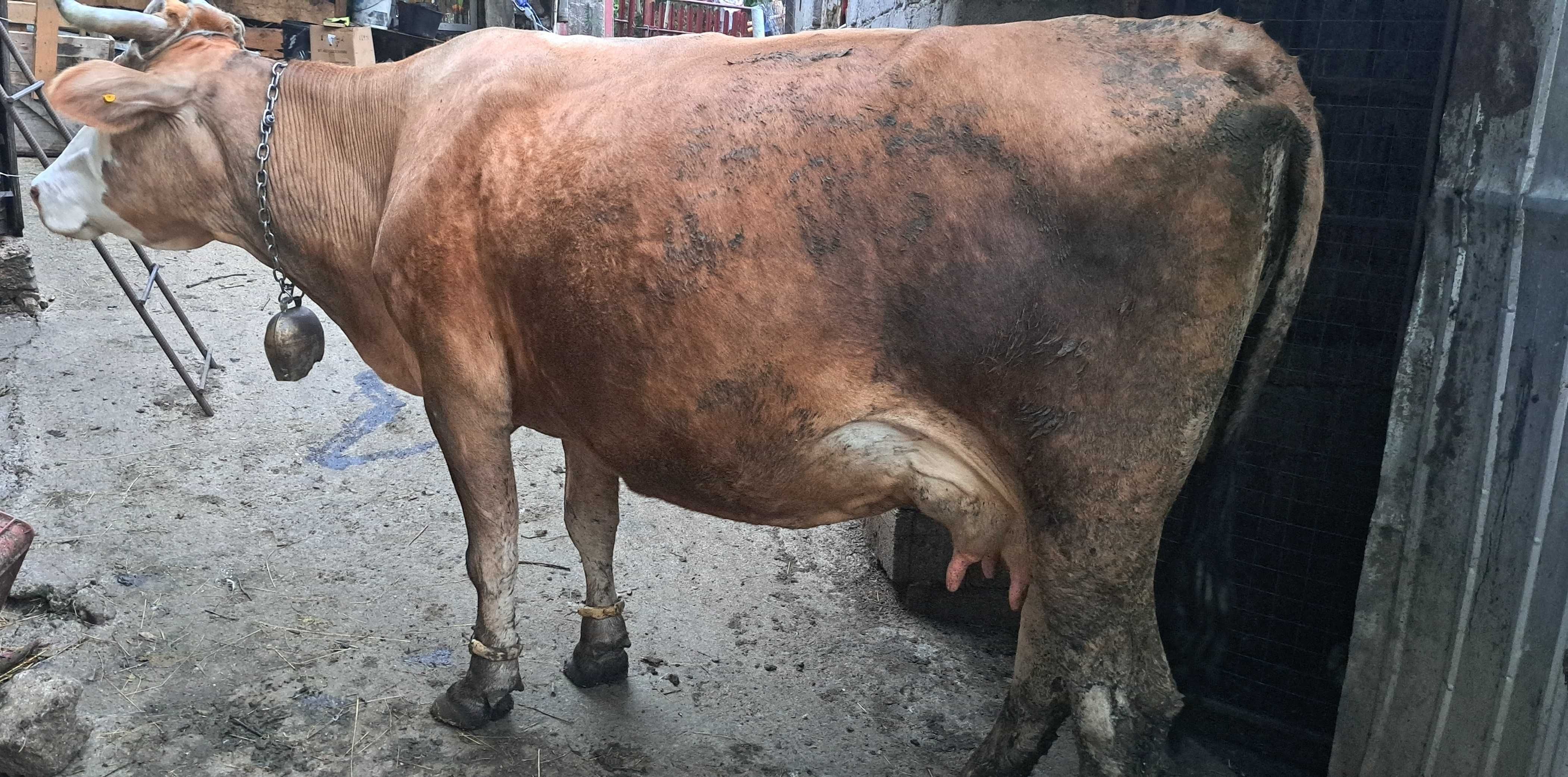 Vaca gestanta buna de lapte