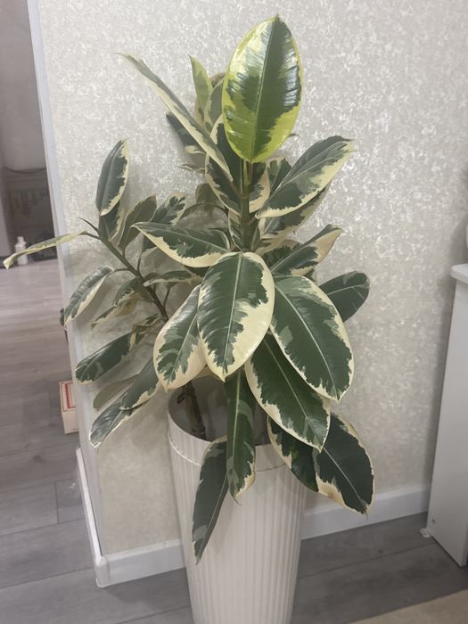 Продам Фикус Эластика примерно 110-130 см