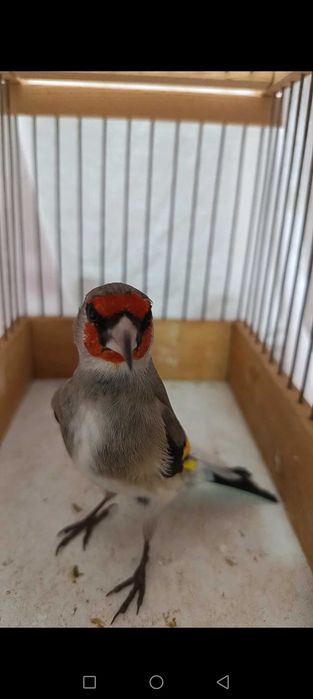 soTiladi norchi yengi qushla