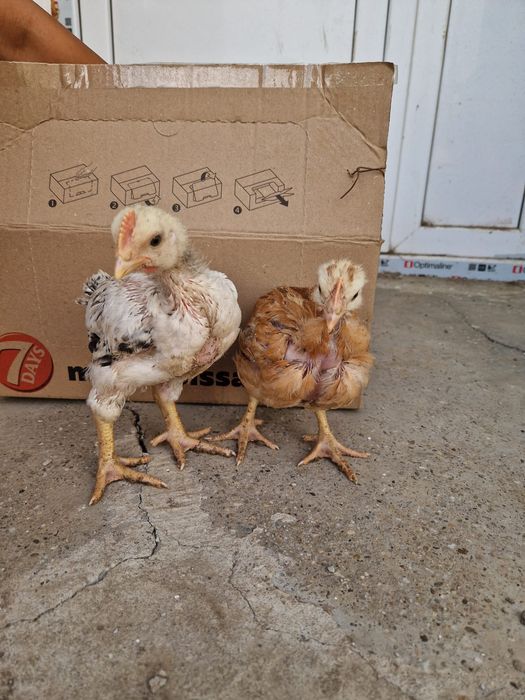 pui de vânzare-judetul Constanta