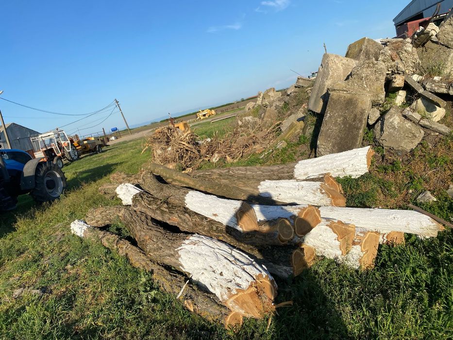 Pom salcam de gradina