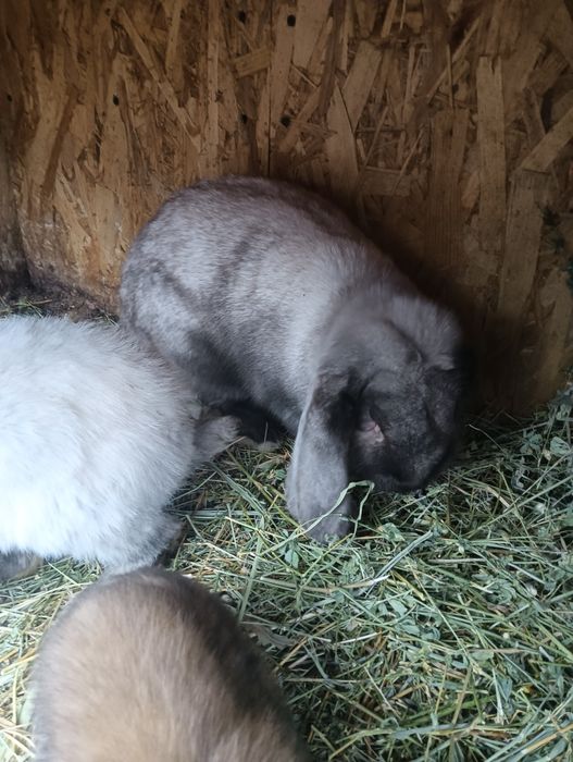 Vând iepurași  colorați