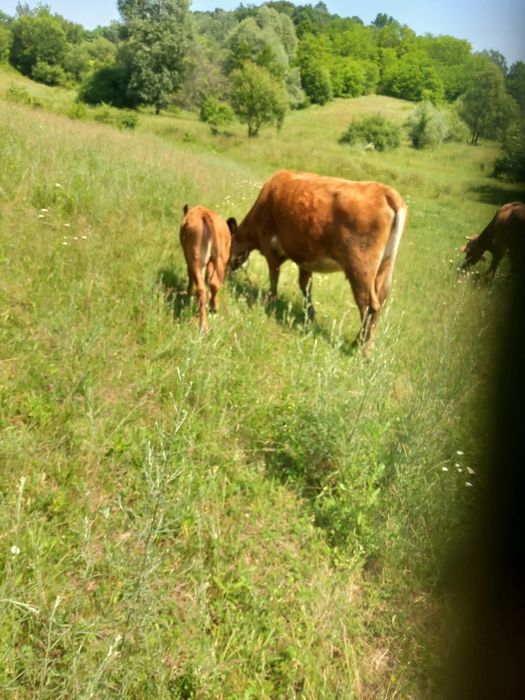 Vaca cu vitel  2 ani