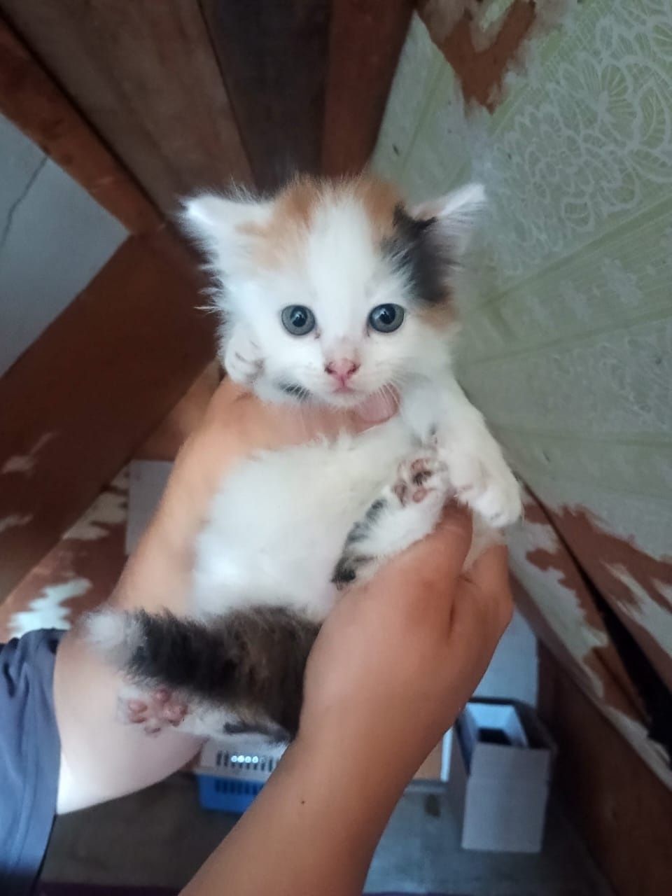 Ищем дом для котят