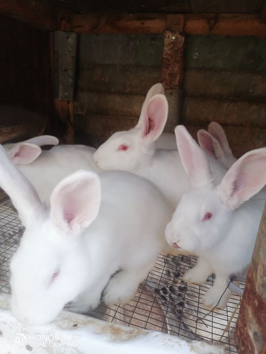 Продавам зайци порода цика