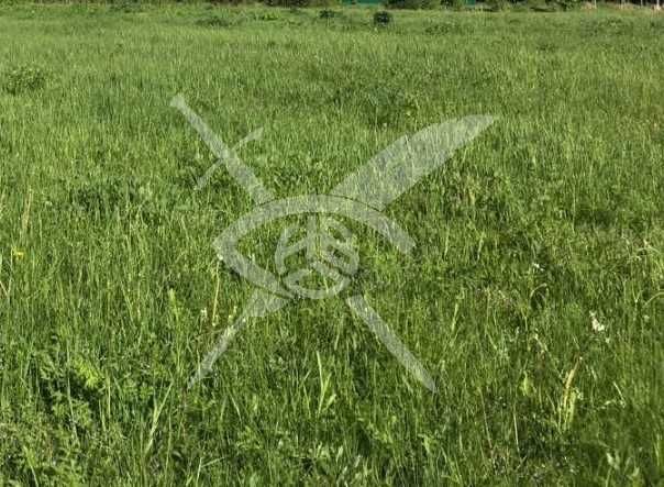 Парцел с проект в Белозем 80325