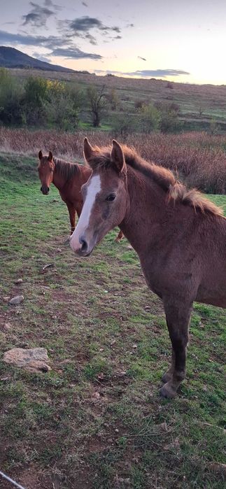 Женско конче на 6 месеца
