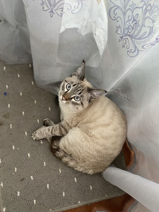 Скоттш фолд огл бода