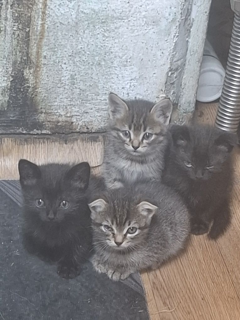 Отдам котят котят
