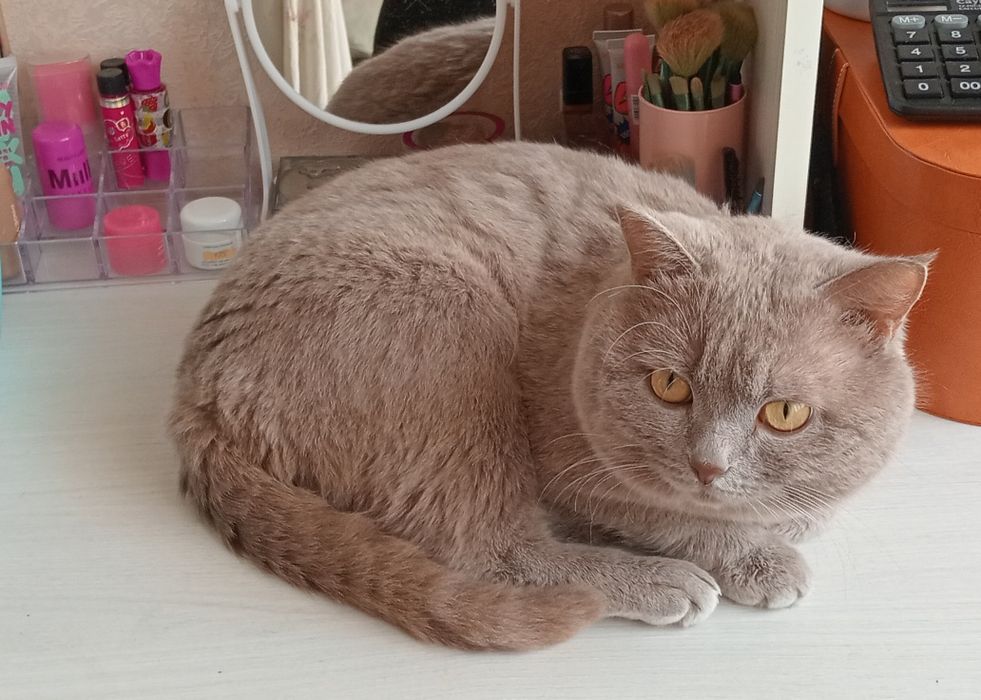 Потерялся кот по кличке Флоид