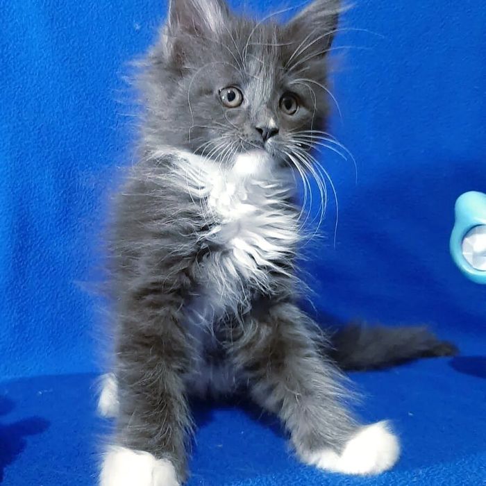 Котята Мейн Кун ( питомник)