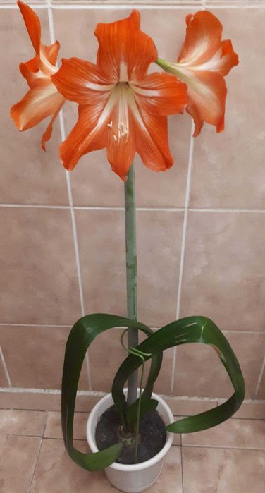 комнатные растения гиппеаструм