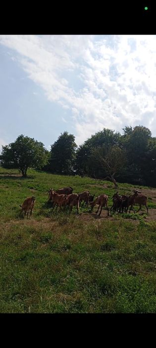 Vand 19 Capre Alpine Franceze 2 iedute si un tap