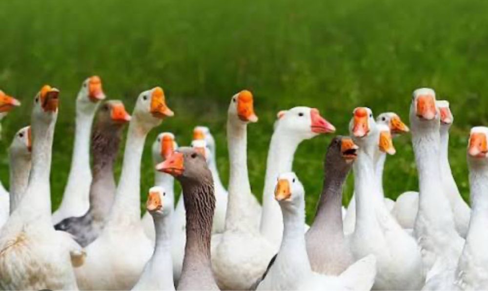 Gâște și rațe de vânzare
