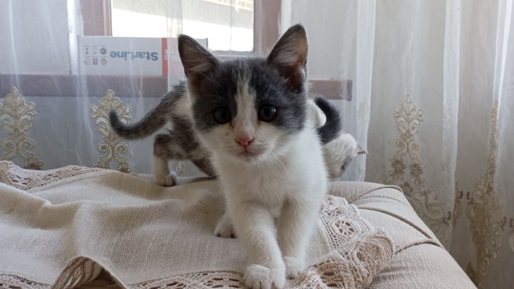 Котят в добрые руки