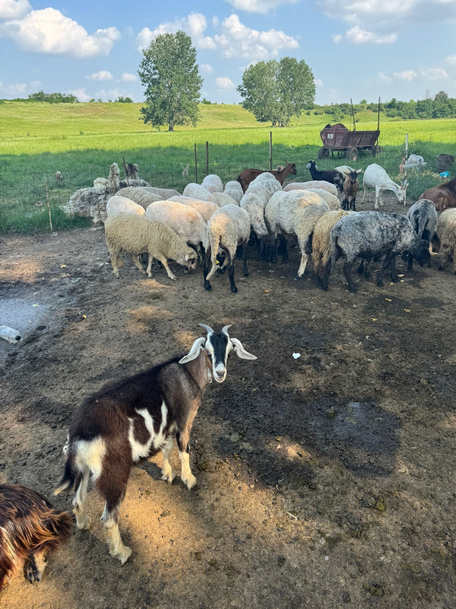 Vand 25 de oi și doi berbeci