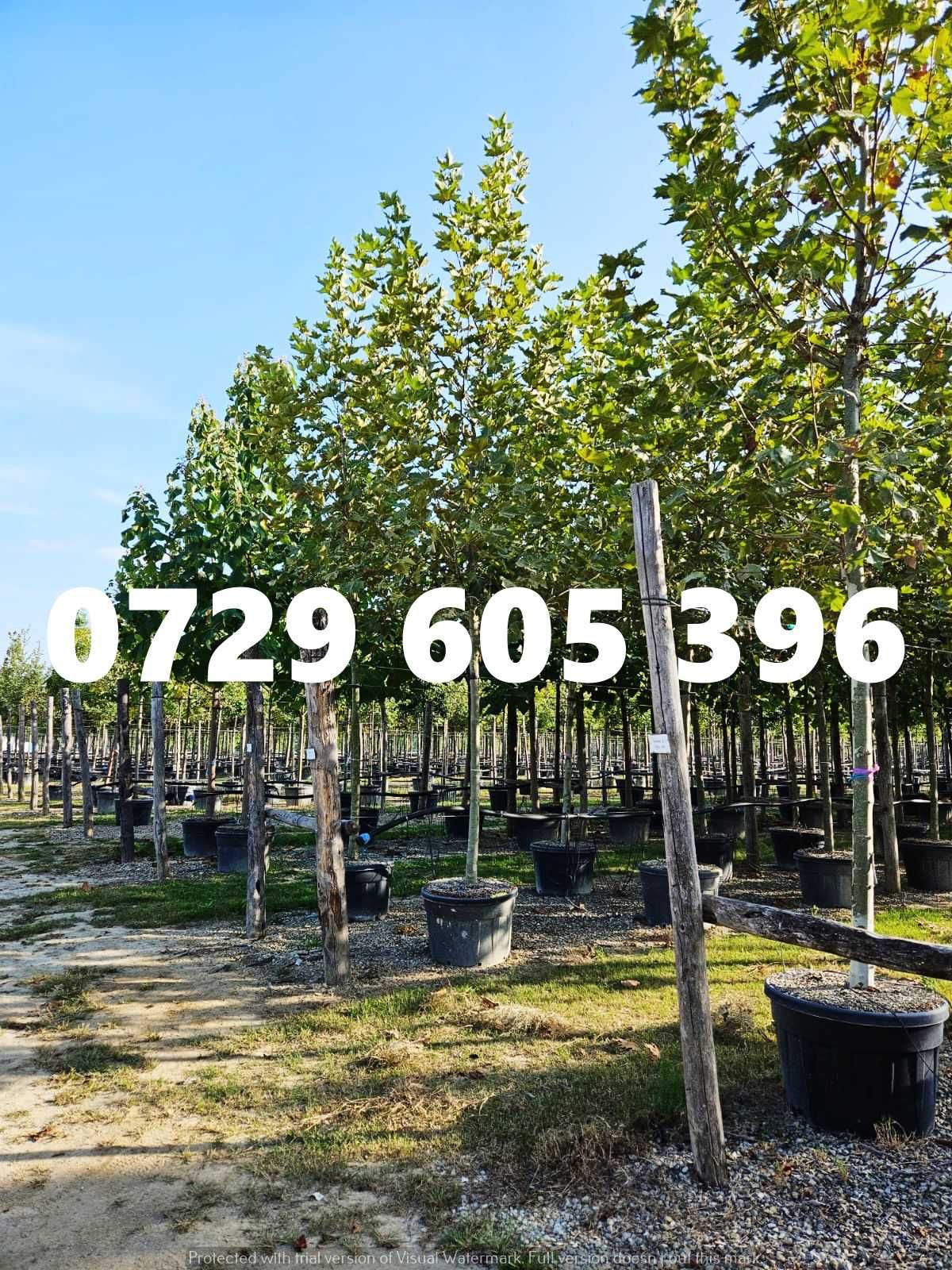 Comandă plante ornamentale și beneficiază de transport gratuit